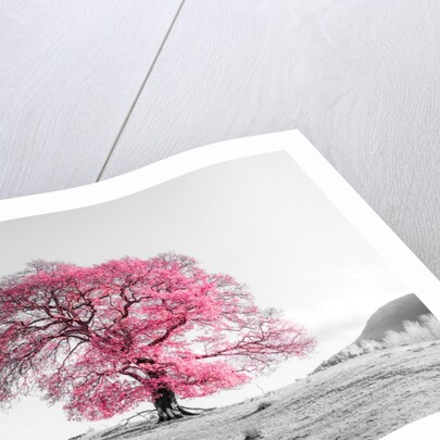 Tree on a hill by Assaf Frank